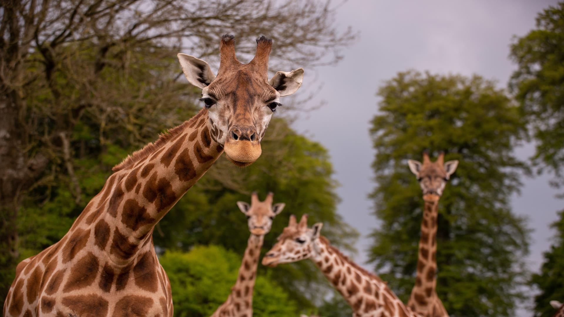Visit to Longleat Safari